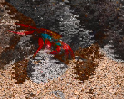 A crab crawling across a sandy sea bottom