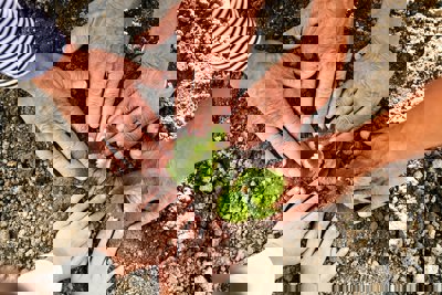 Hands placed on the ground in a circle, with two small plants on the ground in the middle