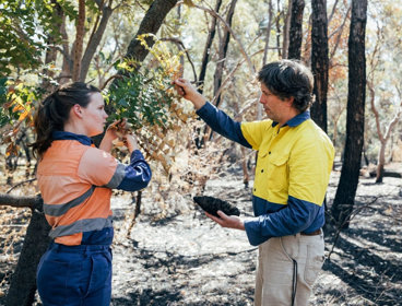 Two people surveying a tree.
