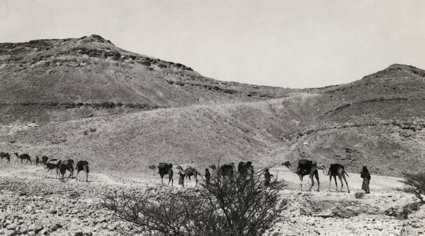 Camels walking in a desert in black and white
