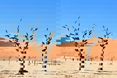 Bare trees in a desert with dunes in the background