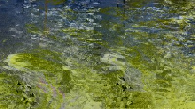 Green algae growth on water surface.