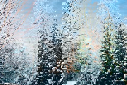 A woodland covered in snow