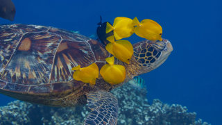 Turtle with fish around them swimming in the ocean