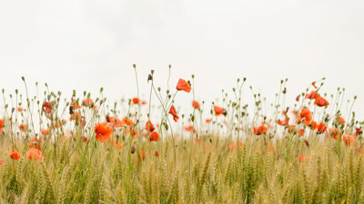 Orange wildflowers and wheat.