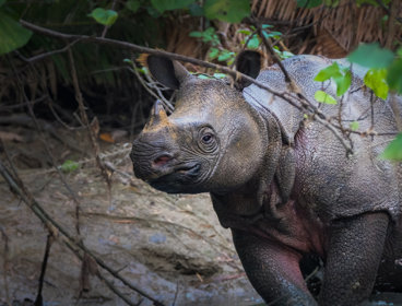 Javan rhino walking through trees.