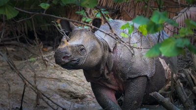 Javan rhino walking through trees.