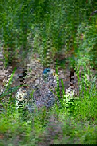 A duck in a reed bed by a pond
