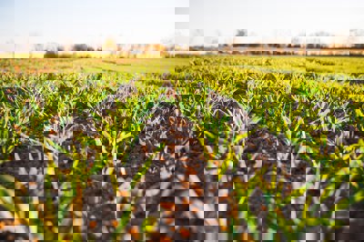 Farmers field during daytime with rows of crops