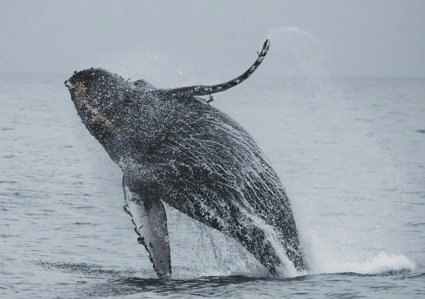 HUmpback whale jumping from the ocean