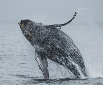 HUmpback whale jumping from the ocean