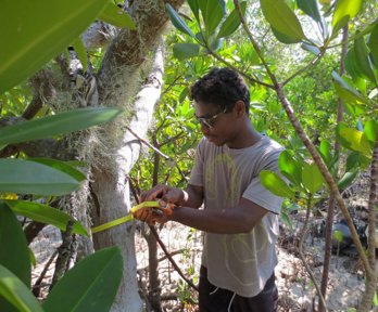 Person standing beneath a tree holding a measuring tape wrapped around the trunk of the tree.