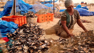 A woman sites on a beach, there are fishes around her drying