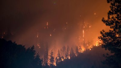 Forest on fire