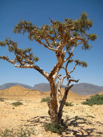 Boswellia Sacara Tree