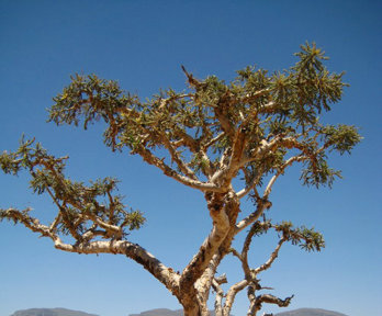 Boswellia Sacara Tree
