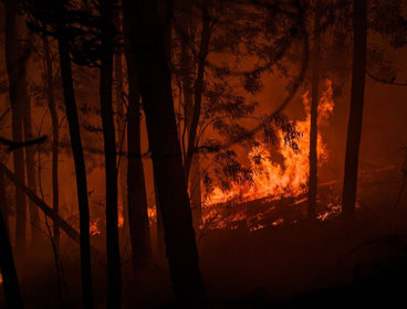 Tree's on fire, Photograph titled 'Burning Landscape'.