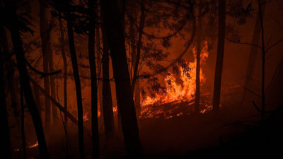 Tree's on fire, Photograph titled 'Burning Landscape'.