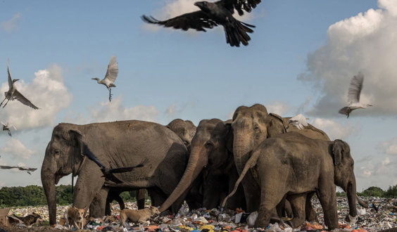Elephants, birds and other animals converge within landscape of mass litter and waste.