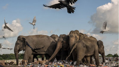 Elephants, birds and other animals converge within landscape of mass litter and waste.
