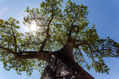 Baobab tree