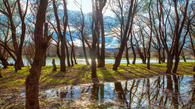 Leafless trees near a river with sunlight, grass, and water reflections