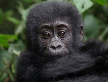 A baby gorilla.