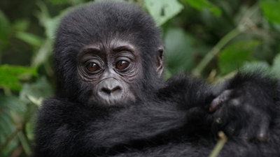 A baby gorilla.