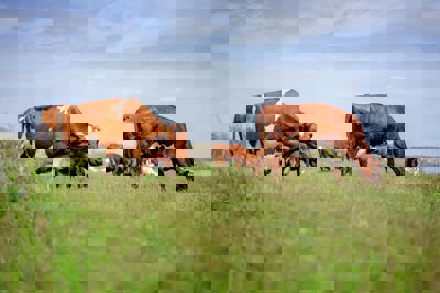 Cows in a field