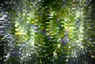 A view from below of a green forest canopy
