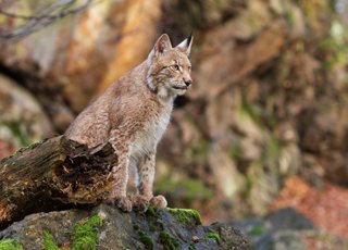 The Eurasian Lynx