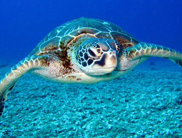 The green turtle
