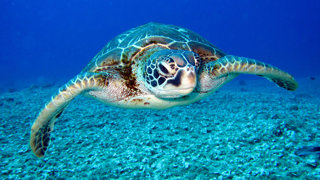 The green turtle