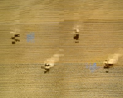 An aerial view of two harvesters ploughing a field of wheat