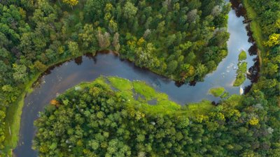 Aerial view of river meandering through a forest.