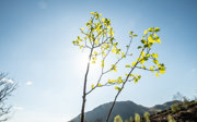 Tree with blue sky.