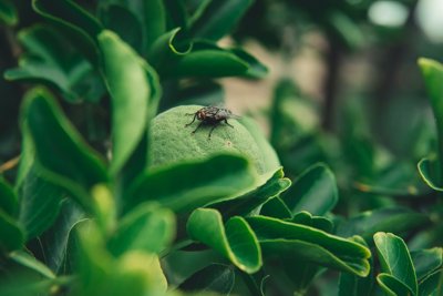 A close up view of a black fly with red eyes sitting on a green leaf 