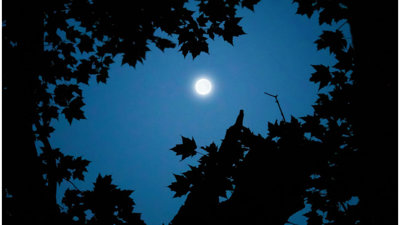 Moon against backdrop of night sky as seen through canopy of trees.