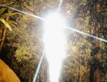 A burst of light in the middle of a forestry environment.