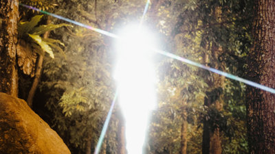 A burst of light in the middle of a forestry environment.