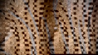Close-up of a tiger skin with three bullet holes.