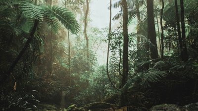 Green trees in a forest during the daytime