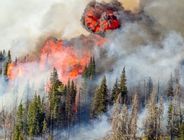 Wildfire in a forest.