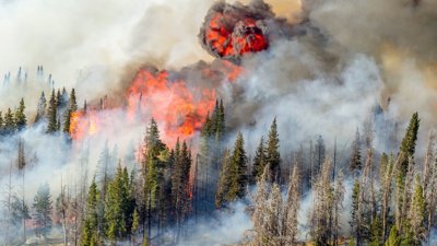 Wildfire in a forest.