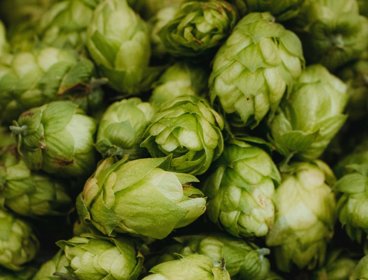 A pile of hops.