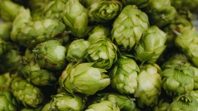A pile of hops.