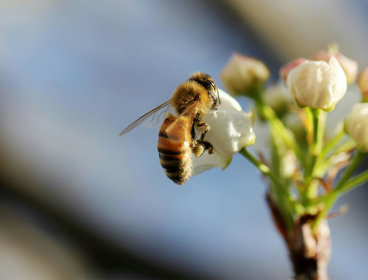 A close up of a bee collecting pollen from a small bunch of white flowers.