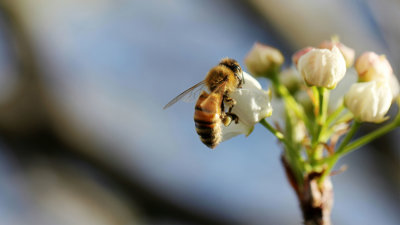 A close up of a bee collecting pollen from a small bunch of white flowers.