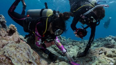 Grant recipients scuba diving while surveying permanent quadrats to assess coral recruitment, growth and survival