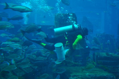 Scuba diver with black and yellow suit and air tank, with bubbles and fish